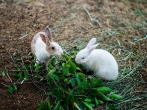 Rabbits Eating Leaf