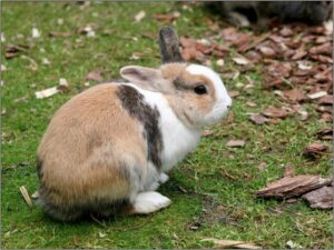 Rabbit In A Yard