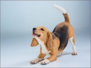 The beagle Dog