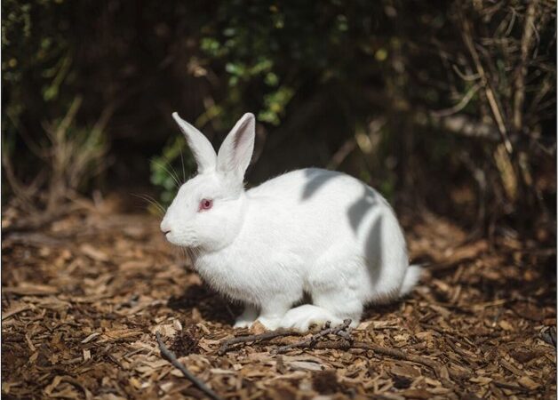 Thinking of Getting a Rabbit? Here's what you should know.