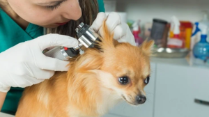 A Veterinarian Examining A Dog's Ear 