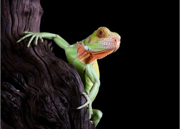 Exotic Pets for Sale: What you should know about buying online.