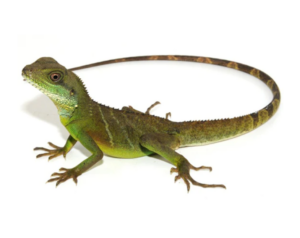 Lizard With A Long Tail