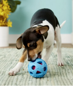 Dog playing