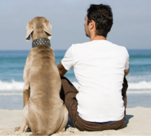 Annual Pet Owner's Guide: Keeping Your Furry Friends Happy & Healthy