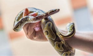 Snake