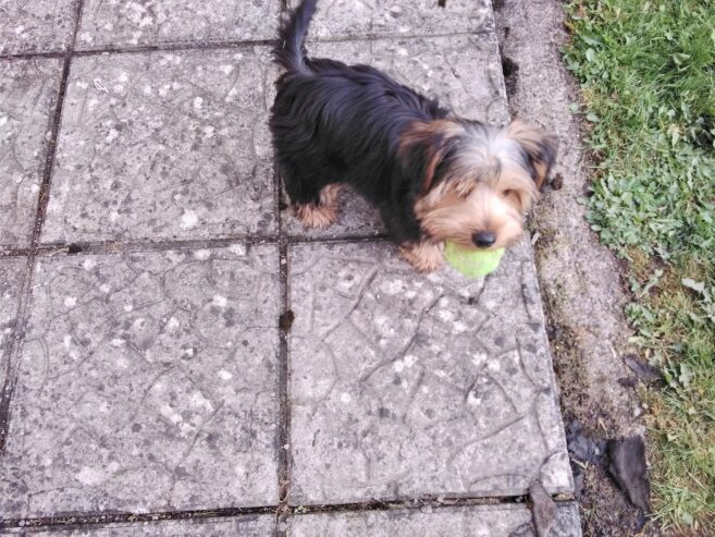 Fun and lively yorkie
