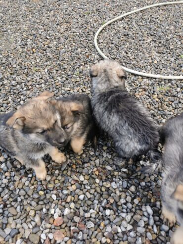 Alaskan shepherd pups. Reduced to sell