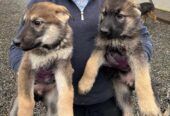 Alaskan shepherd pups. Reduced to sell