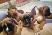 Beautiful boxer puppies