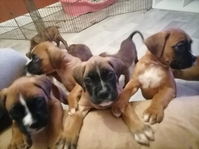 Beautiful boxer puppies