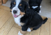 Beautiful male Bernese Mountain Dog pups for sale.