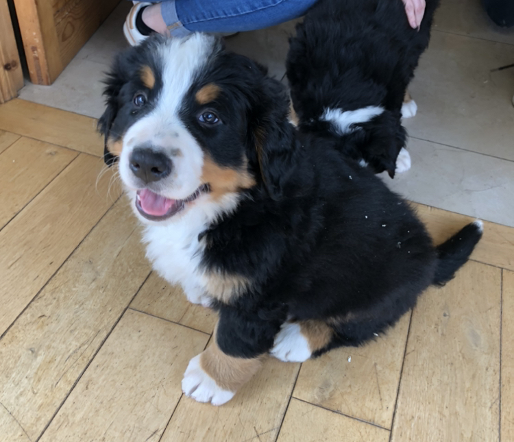 Beautiful male Bernese Mountain Dog pups for sale. - Wellbred