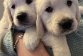 Stunning purebred Golden Retriever puppies!!!