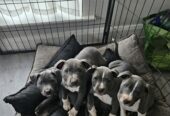 Exceptional Staffordshire Bull Terrier puppies