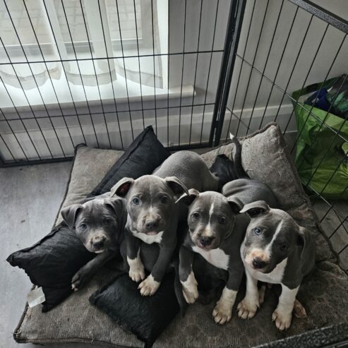 Exceptional Staffordshire Bull Terrier puppies