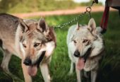 Czechoslovakian Wolfdog Puppies – Litter B