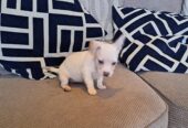 Adorable french bull russell puppies for sale