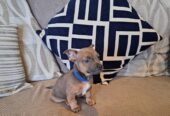 Adorable french bull russell puppies for sale