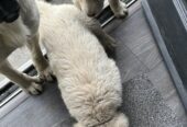 Labrador golden retriever
