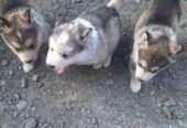 Alusky puppies for sale ,