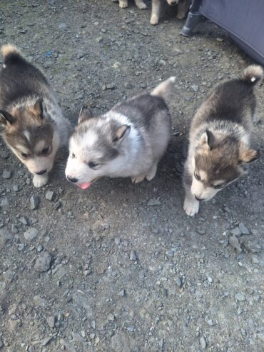 Alusky puppies for sale ,