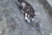 Alusky puppies for sale ,