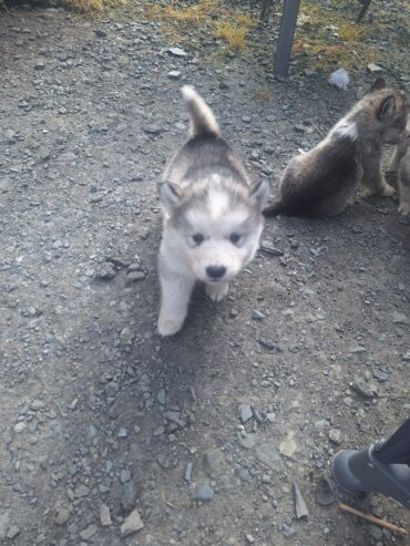 Alusky puppies for sale ,