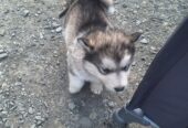 Alusky puppies for sale ,