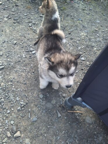 Alusky puppies for sale ,