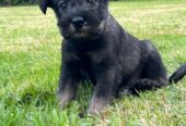 Standard Schnauzer puppies