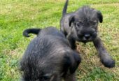 Standard Schnauzer puppies