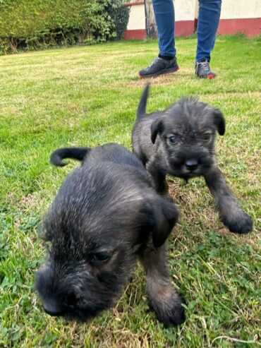 Standard Schnauzer puppies