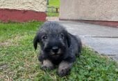 Standard Schnauzer puppies