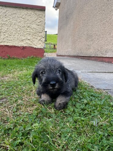 Standard Schnauzer puppies