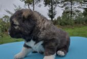 Caucasian Shepard puppies