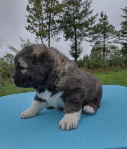 Caucasian Shepard puppies