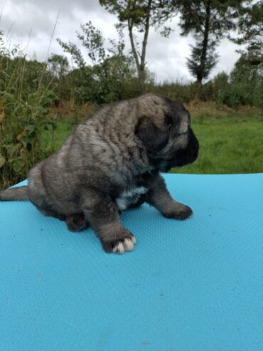 Caucasian Shepard puppies