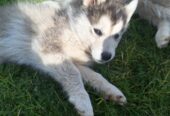 Alusky puppies for sale ,