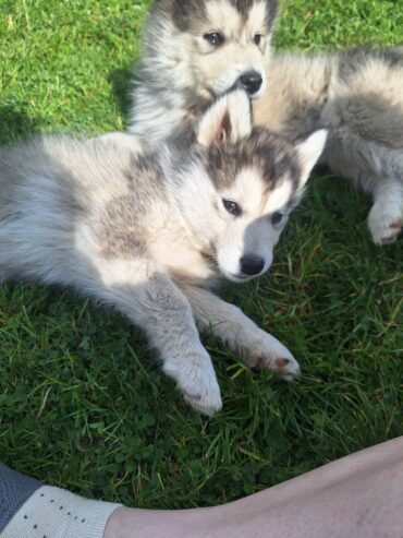 Alusky puppies for sale ,