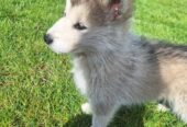 Alusky puppies for sale ,