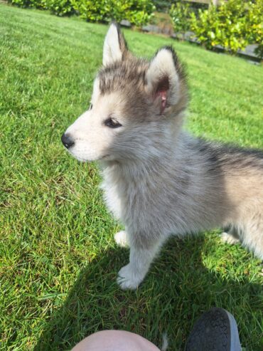 Alusky puppies for sale ,