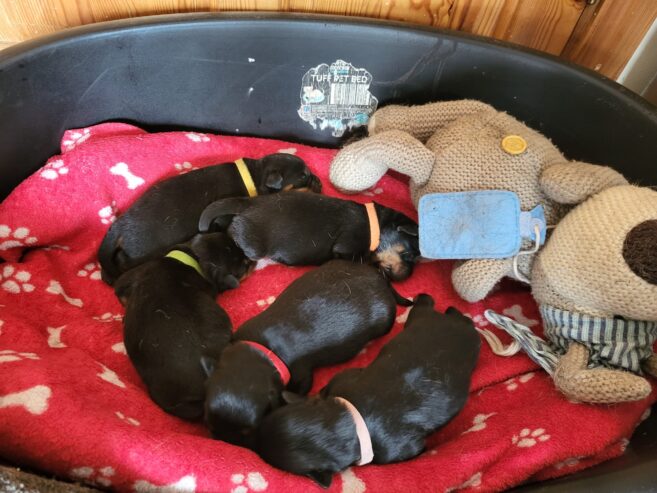 Rottweiler Puppies