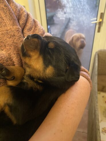 Rottweiler Puppies