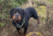 Rottweiler Puppies