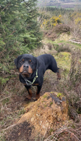 Rottweiler Puppies