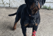 Rottweiler Puppies