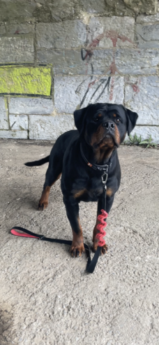 Rottweiler Puppies