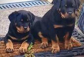 Rottweiler Puppies