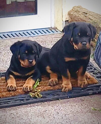 Rottweiler Puppies